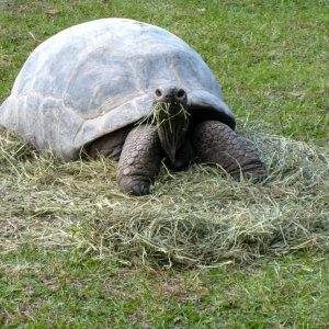 ALDABRA BREEDER