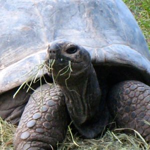 ALDABRA BREEDER