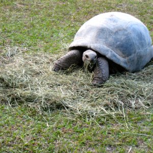 ALDABRA BREEDER