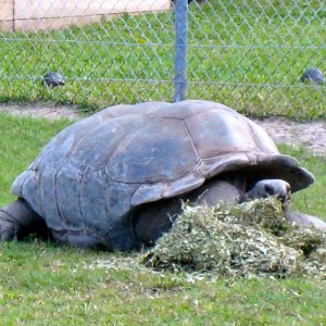 ALDABRA BREEDER