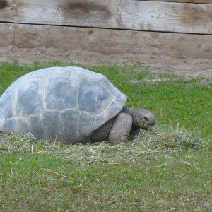 ALDABRA BREEDER
