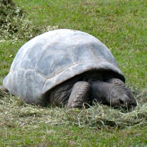 ALDABRA BREEDER