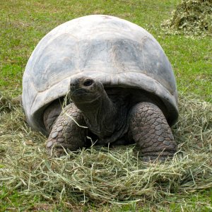 ALDABRA BREEDER