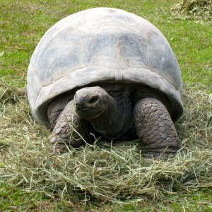 ALDABRA BREEDER