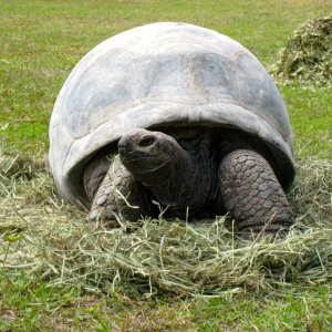 ALDABRA BREEDER