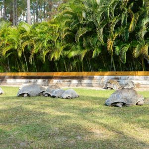 ALDABRA BREEDER