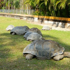 ALDABRA BREEDER