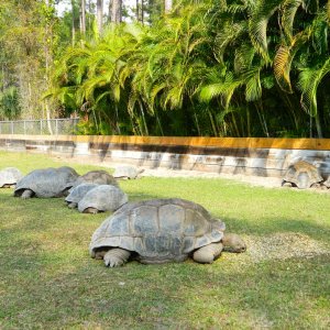 ALDABRA BREEDER