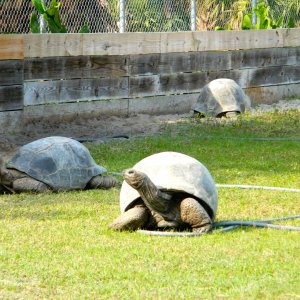 ALDABRA BREEDER