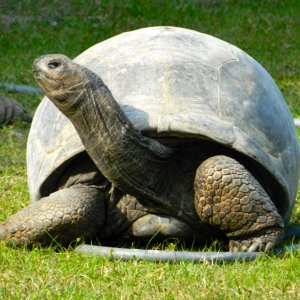 ALDABRA BREEDER