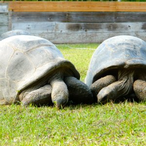ALDABRA BREEDER