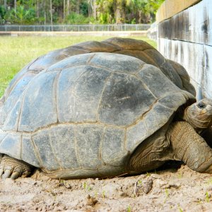 ALDABRA BREEDER