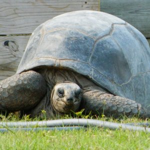 ALDABRA BREEDER