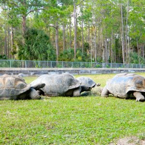 ALDABRA BREEDER