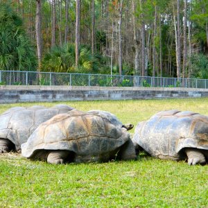 ALDABRA BREEDER