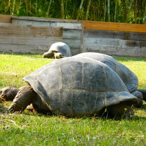 ALDABRA BREEDER