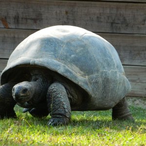 ALDABRA BREEDER