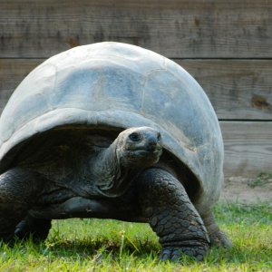ALDABRA BREEDER