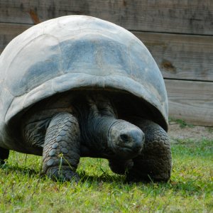 ALDABRA BREEDER