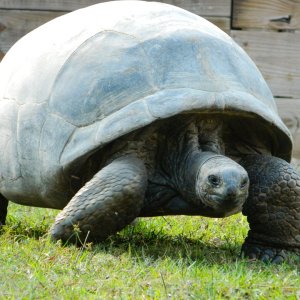 ALDABRA BREEDER