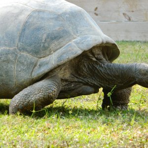 ALDABRA BREEDER