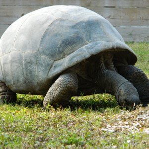 ALDABRA BREEDER