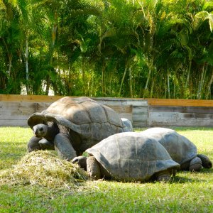 ALDABRA BREEDER