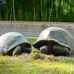 ALDABRA BREEDER