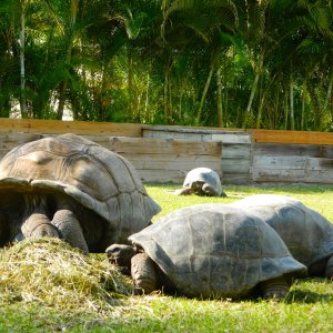 ALDABRA BREEDER