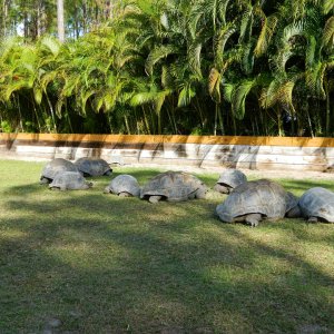 ALDABRA BREEDER