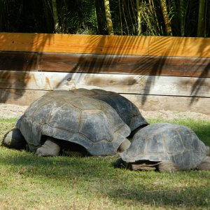 ALDABRA BREEDER