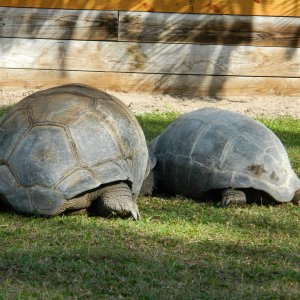 ALDABRA BREEDER