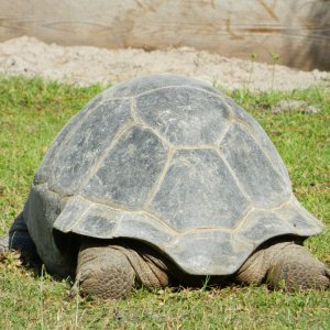 ALDABRA BREEDER