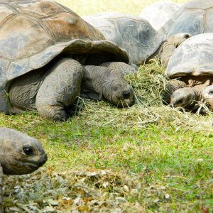 ALDABRA BREEDER