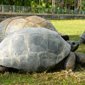 ALDABRA BREEDER