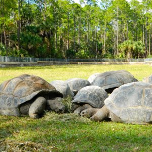 ALDABRA BREEDER