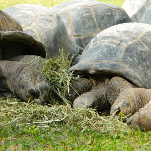 ALDABRA BREEDER
