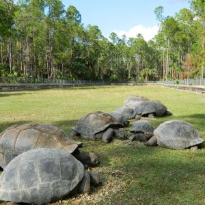 ALDABRA BREEDER