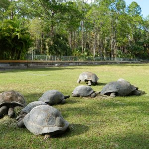 ALDABRA BREEDER