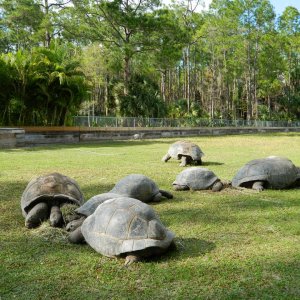 ALDABRA BREEDER
