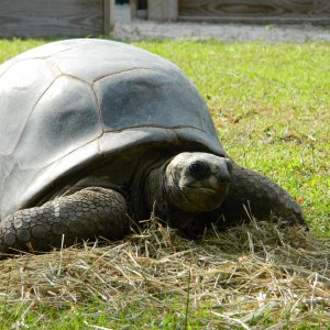 ALDABRA BREEDER