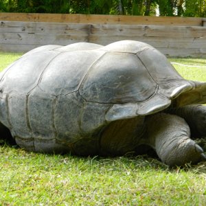 ALDABRA BREEDER