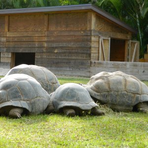 ALDABRA BREEDER