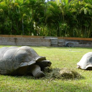ALDABRA BREEDER