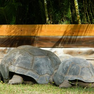 ALDABRA BREEDER