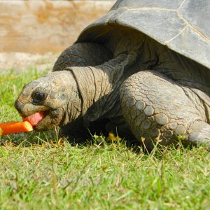 ALDABRA BREEDER