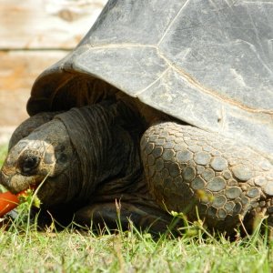 ALDABRA BREEDER