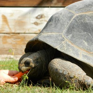 ALDABRA BREEDER