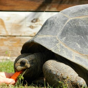 ALDABRA BREEDER