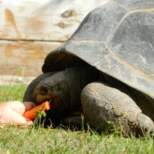 ALDABRA BREEDER